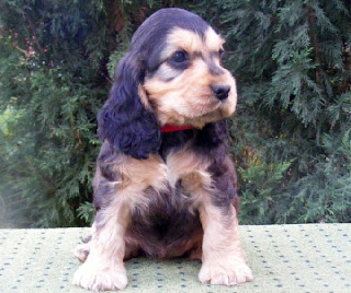 Cocker Spaniel Inglés