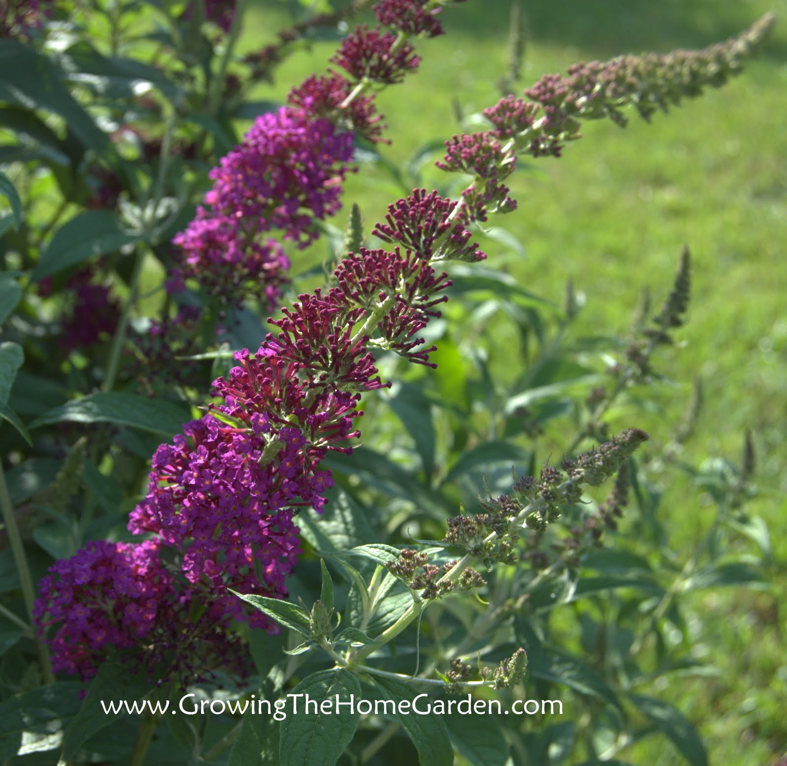 Touch Of Class Plants Product Catalogue 2019 2020 By Touch Of