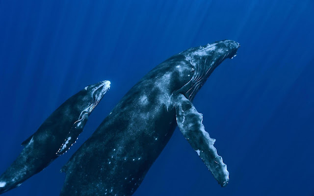 Whales swimming deep unterwater