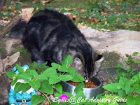 Feral cat at feeding station