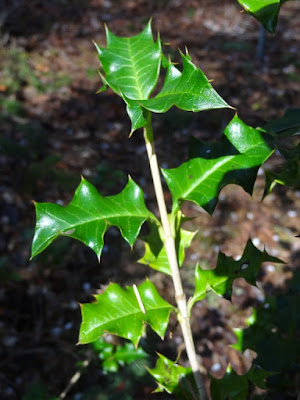 Slatsz Plant Photo Biography Berberis Aquifolium Holly Leaf