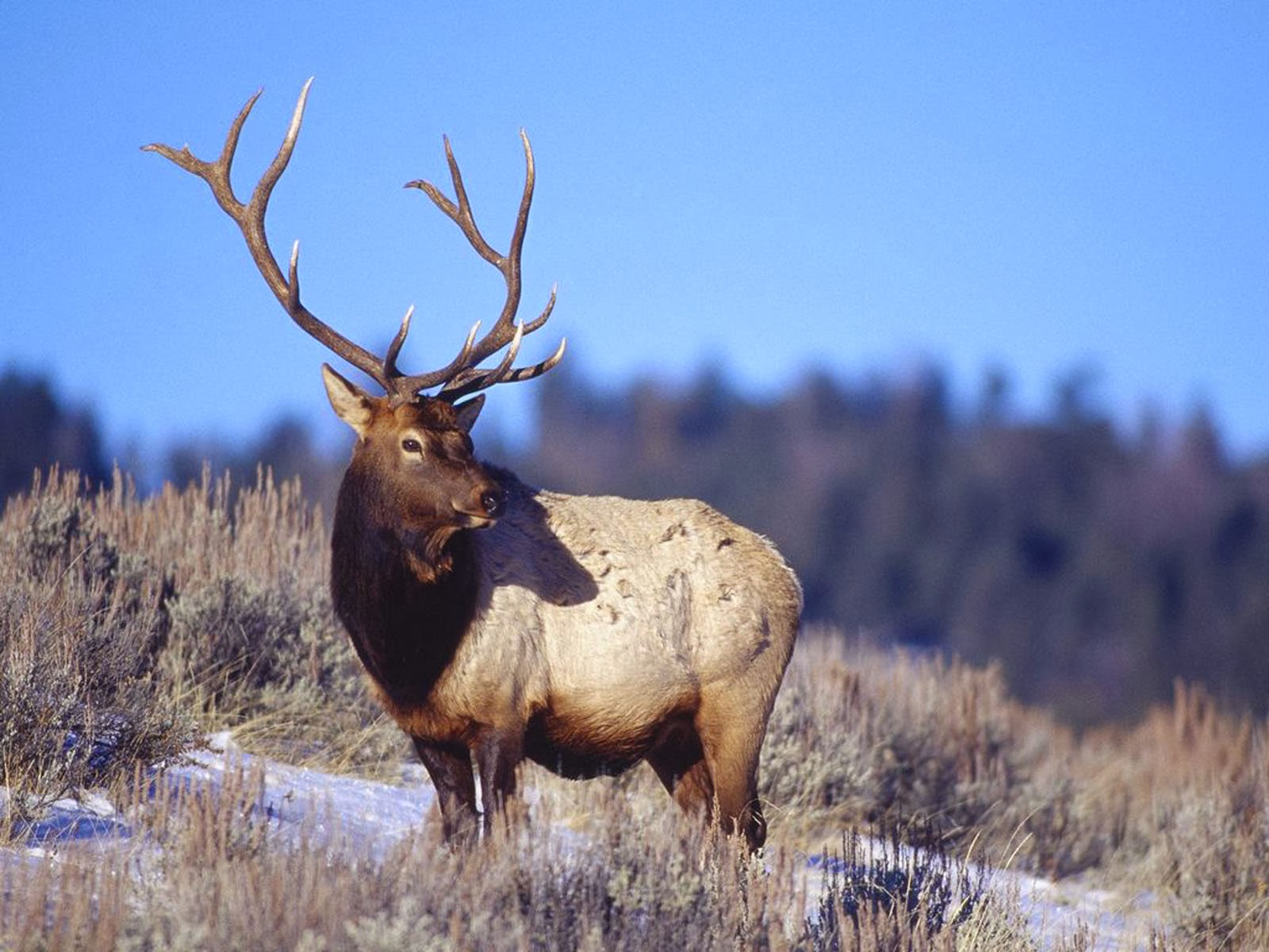 wallpapers: Elk Wallpapers