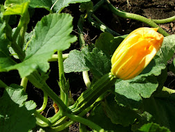 Female Zucchini Flower