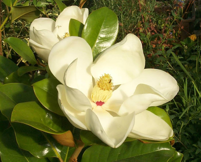 Magnolia