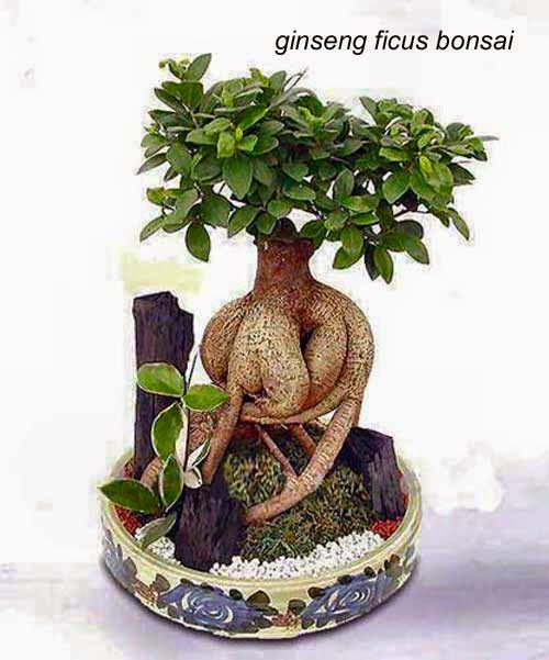 Amiciinallegria Elenco dei post sui bonsai