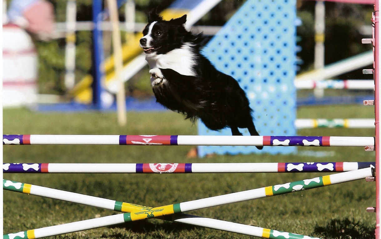 mini aussie agility