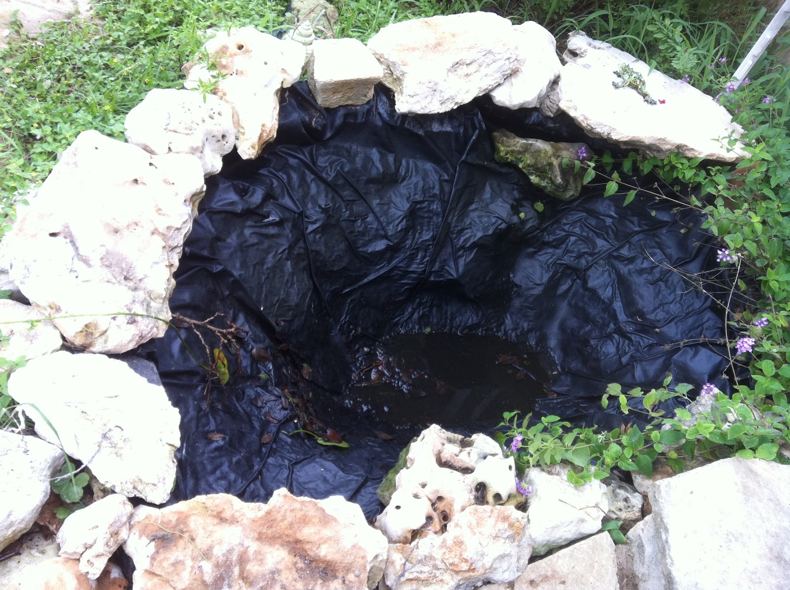 Austin Frog Blog The Austin Frog Pond Says Goodbye