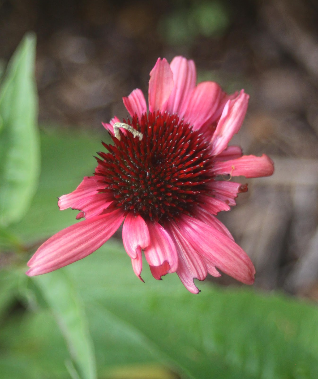 Garden on the Edge Something's buggin me
