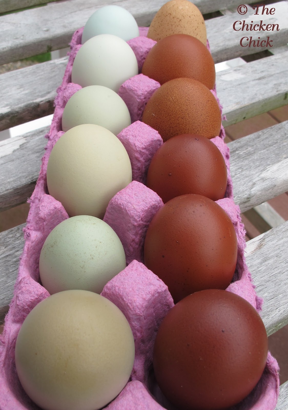 Hatchalong with The Chicken Chick, Part 3 The Hatching Eggs The Chicken Chick®