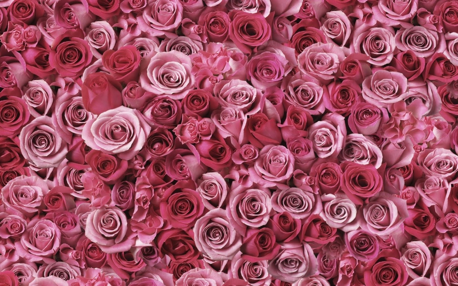 http://2.bp.blogspot.com/-GsSmH6r_N0U/TnHUvfMOA2I/AAAAAAAABVo/FTGQavAl-EM/s1600/Bunch+Rose.jpg