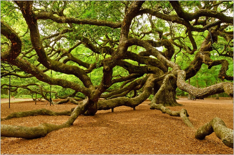 A Foray in the Green: Photography: The Mystical Angel Oak Tree