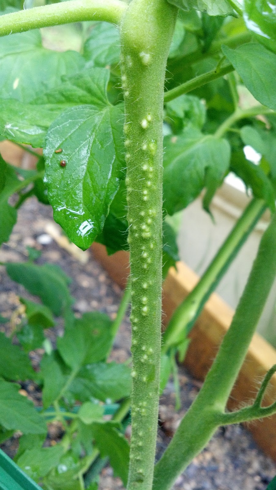 tomato stem primordia