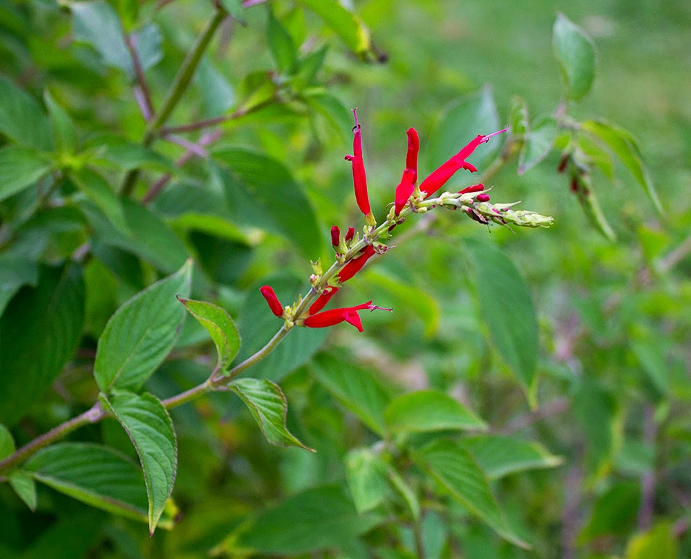 Rurification Pineapple Sage