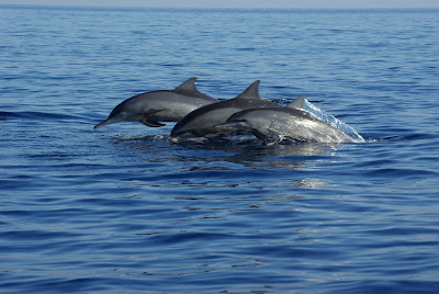 Dolphins Watching at Lovina Beach Bali