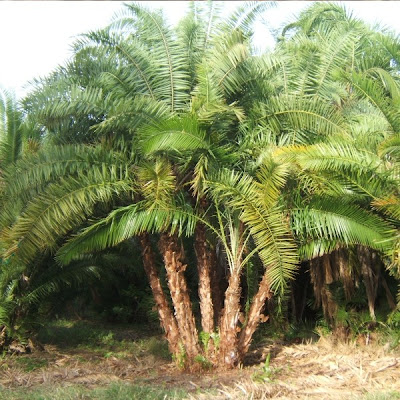 palm date pygmy roebelenii phoenix