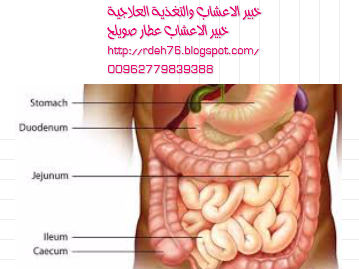 أسئلة خاصة بأمراض القولون الموسوعة الكبرى عالميا في الطب البديل والامراض عامة خبير الاعشاب والتغذية العلاجية عطار صويلح