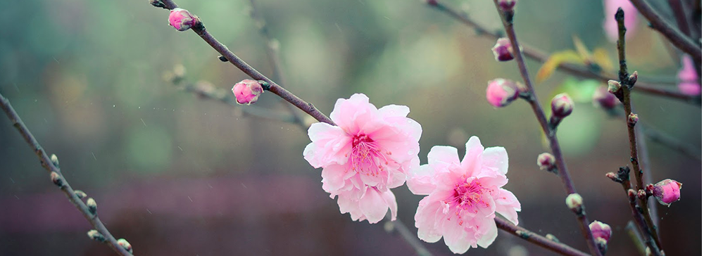 Đào rừng Lạng Sơn hoa kép cành đẹp dáng thế độc đáo