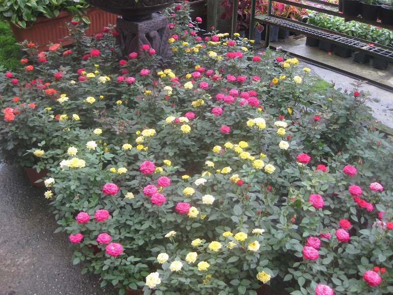 parole starstruck rencontre avec star