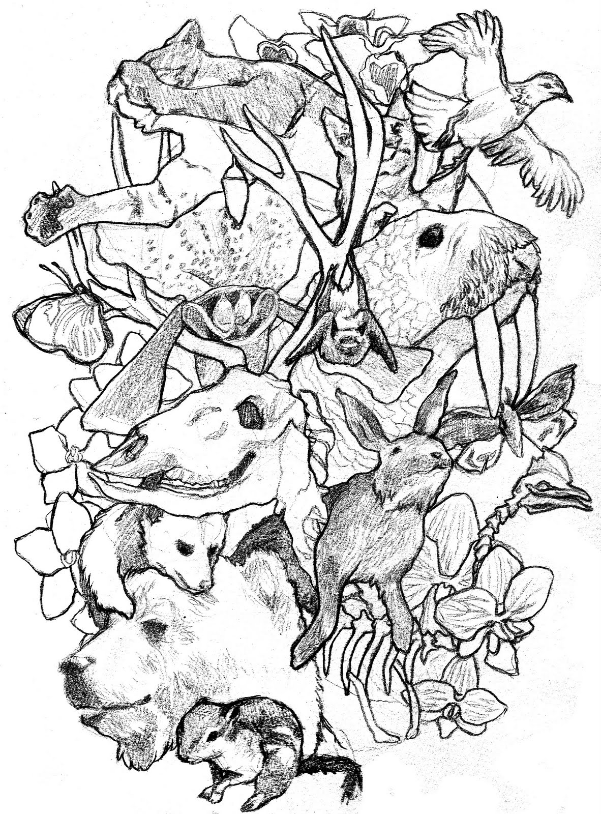 Natural History Illustration