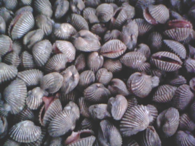 ANEKA KERANG: manfaat kerang