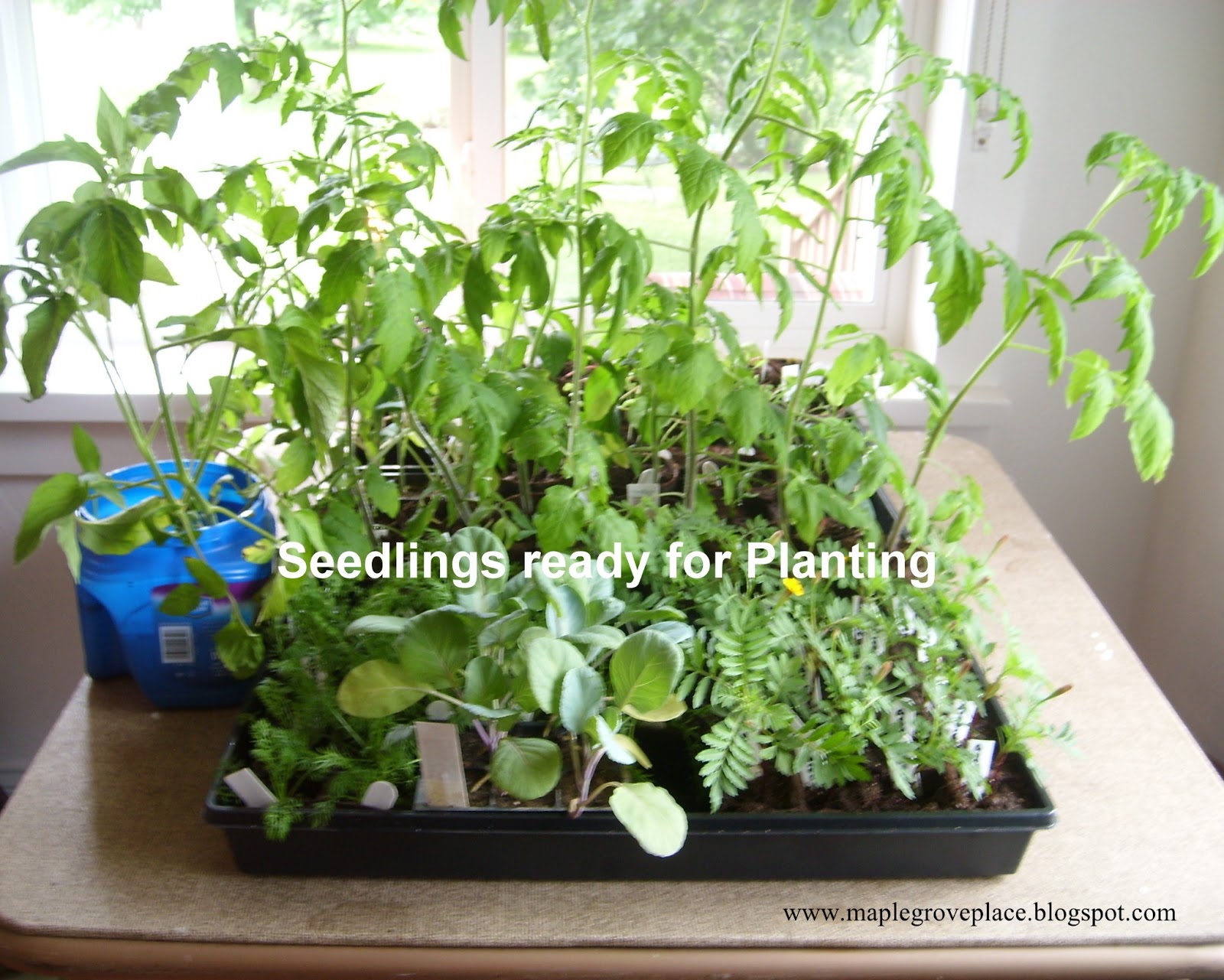 Maple Grove Transplanting Seedlings and Planting Seeds Outdoors