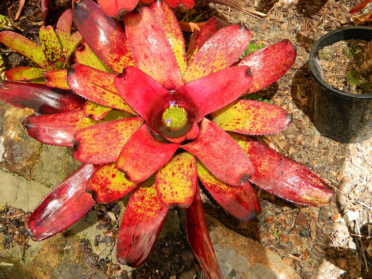 NEOREGELIA  HOT TIGER