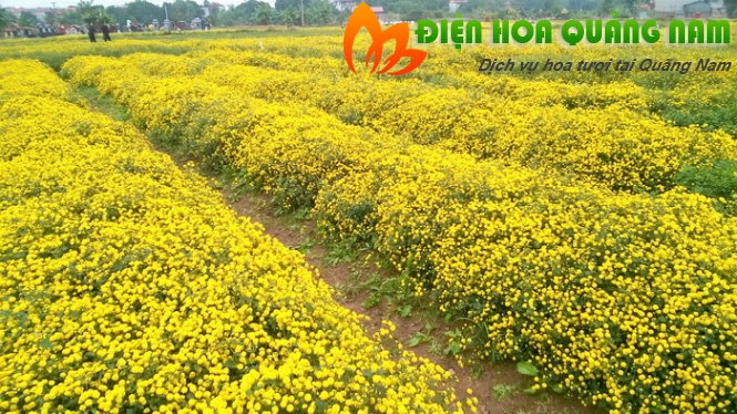 [Image: Ruc-ro-canh-dong-hoa-cuc-hut-gioi-tre-Hung-Yen-3.jpg]