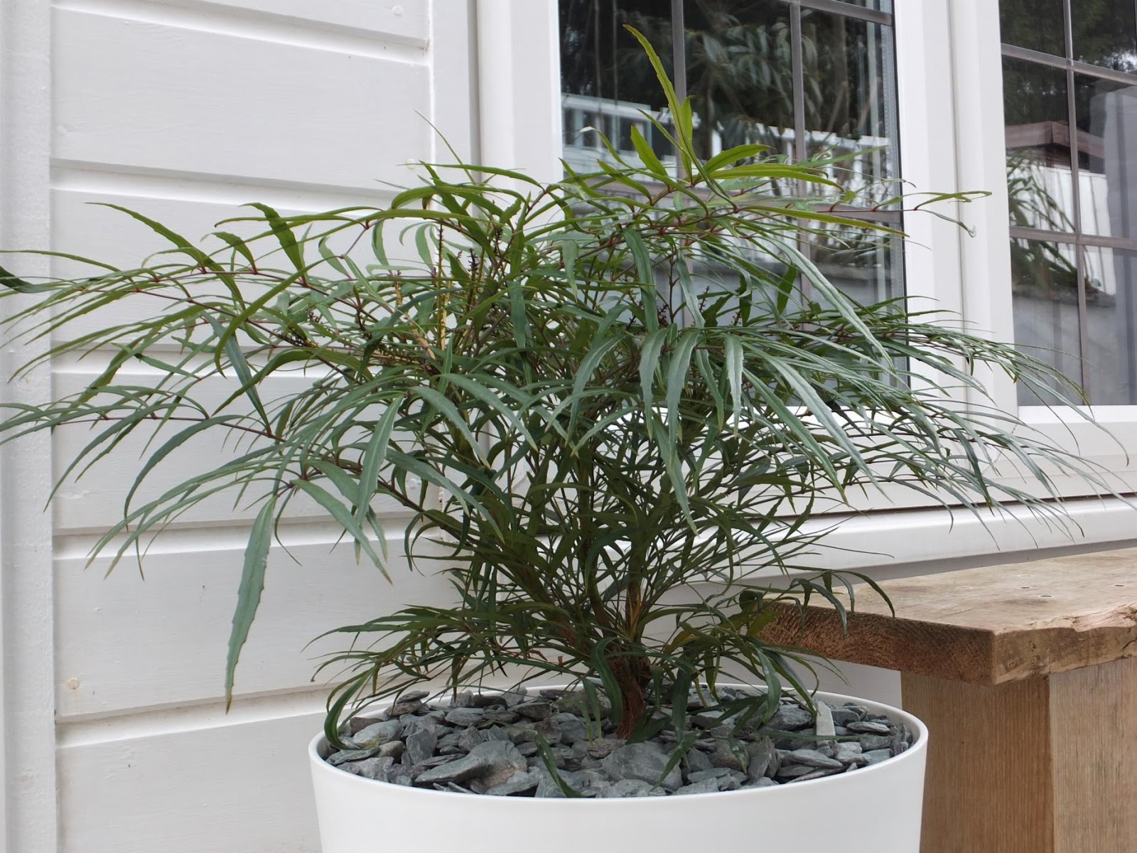 Danger Garden Mahonia They Re My Favs At The End Of November