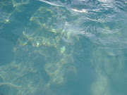 Water, water, every where,. And all the boards did shrink;