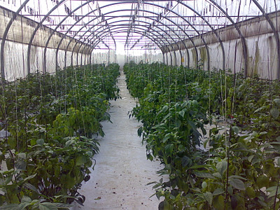 Hydroponics production in Mauritius | Timbuktu Chronicles