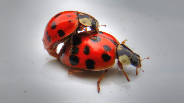 Ladybugs Mating