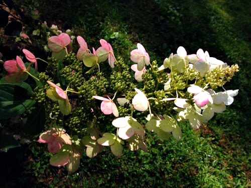 Flowering Shrubs Georgia