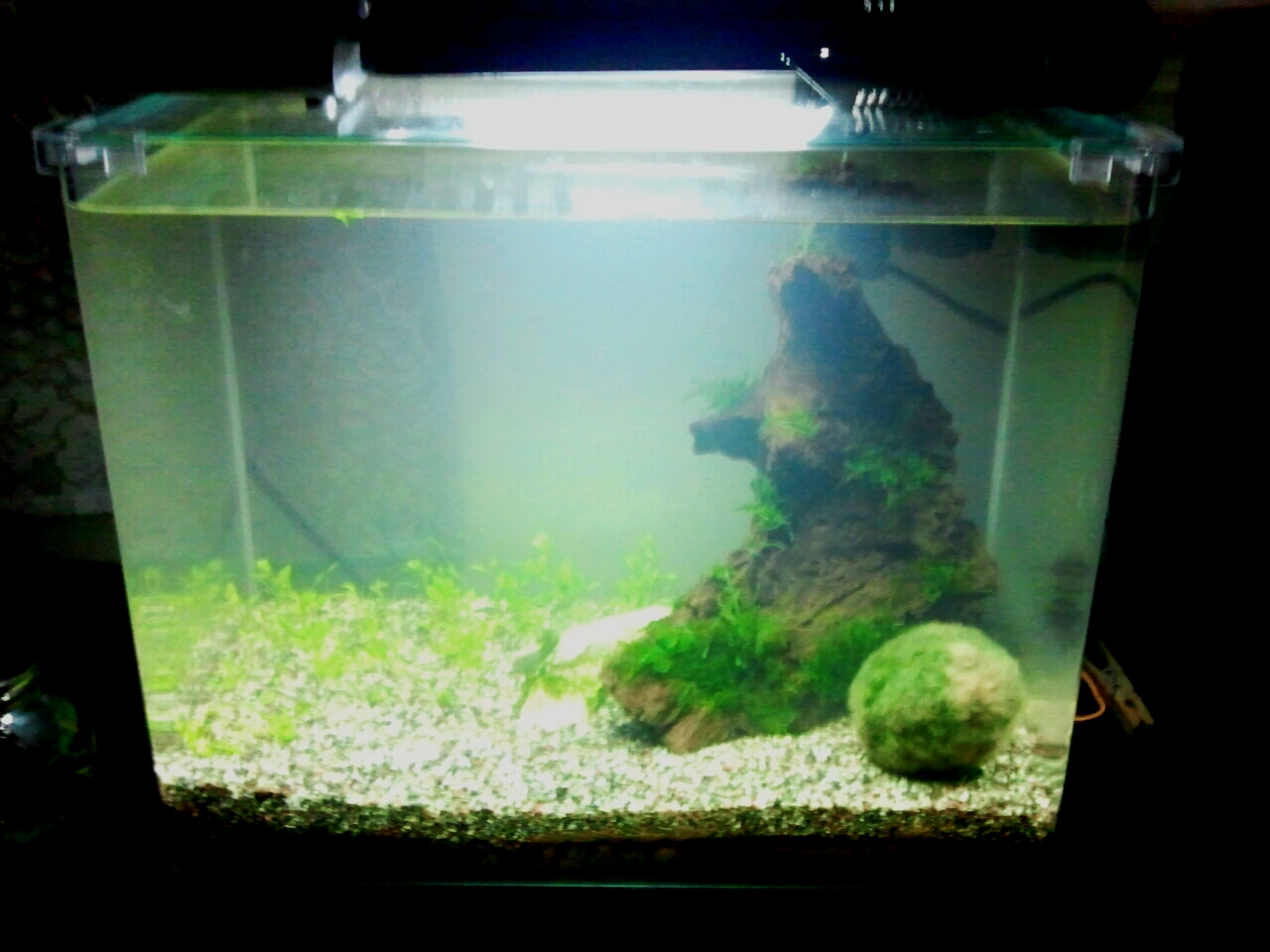 KakiAkuarium Akuarium Lowtech