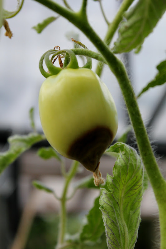 The Nitty Gritty Potager The Terrible Tomato Year