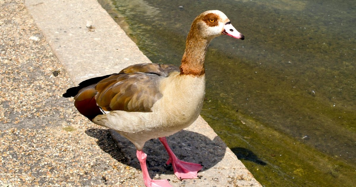 Urban Wildlife Guide Egyptian Geese