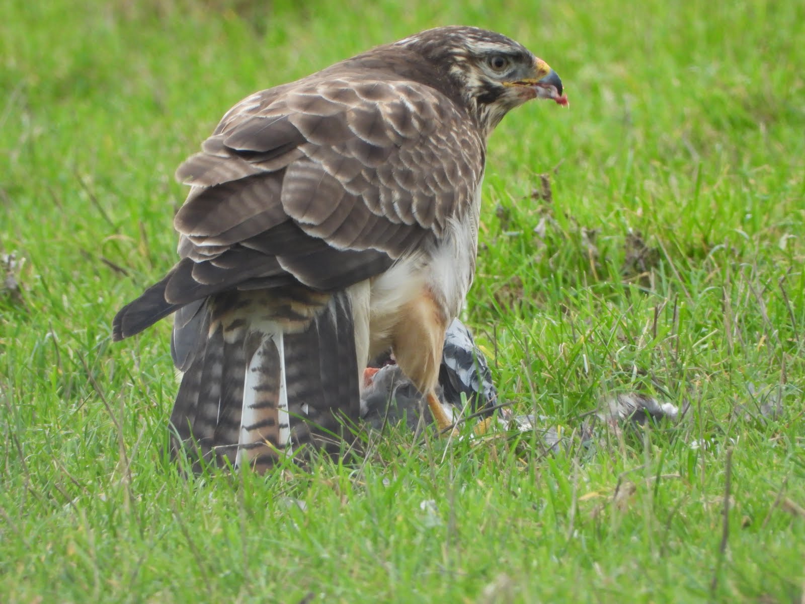 buizerd