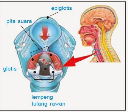 Alat-Alat Pernapasan Manusia - Belajar Kelompok