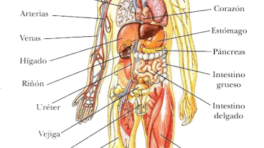 Imagenes para imprimir del cuerpo humano