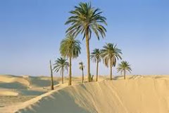 Best Tunisian Public and Private Desert Safari