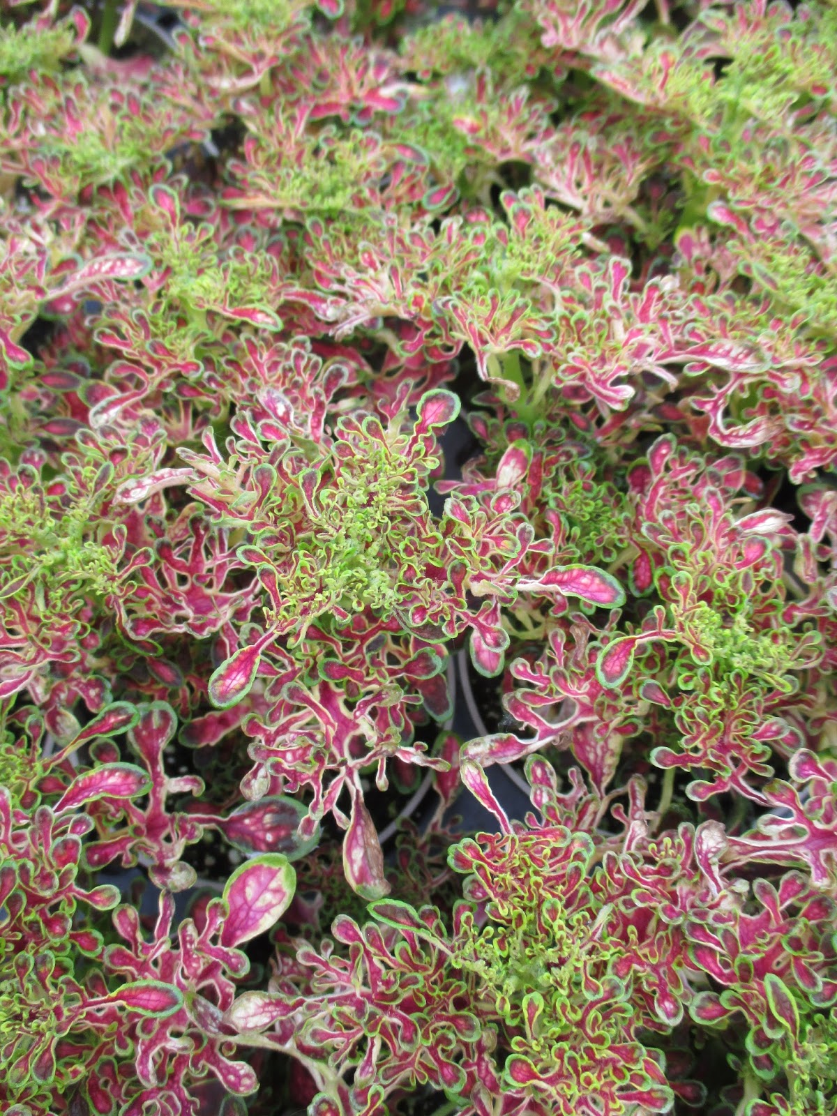 Roses Du Jardin Cheneland Seringat Coronarius