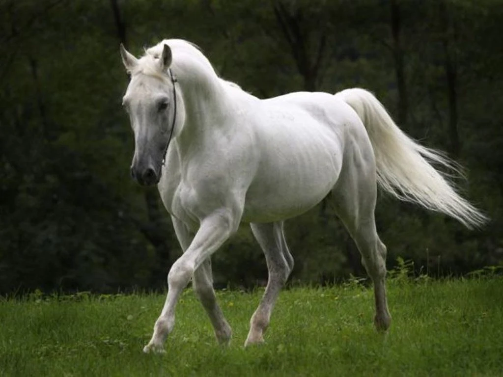 white horse wallpaper free download