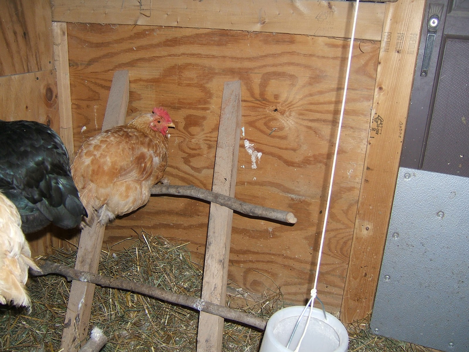 Roosting Solutions Community Chickens