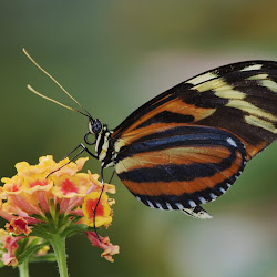Butterfly Wallpapers, gambar kupu-kupu