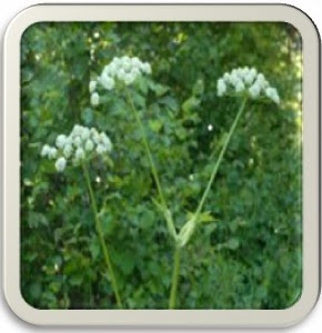 introduction to medicinal plants introduction to medicinal plants