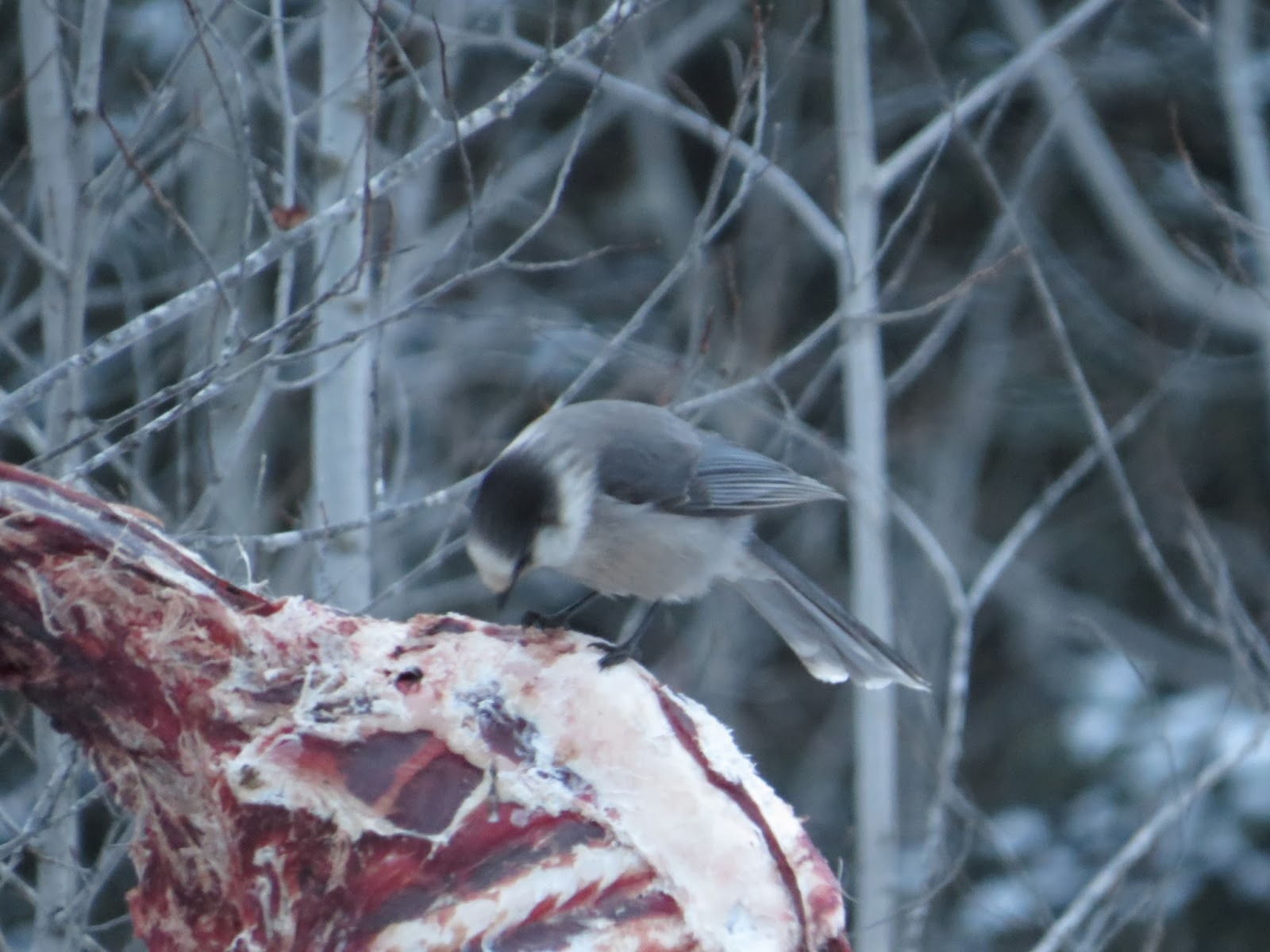 Birding Is Fun! Birding the SaxZim Bog