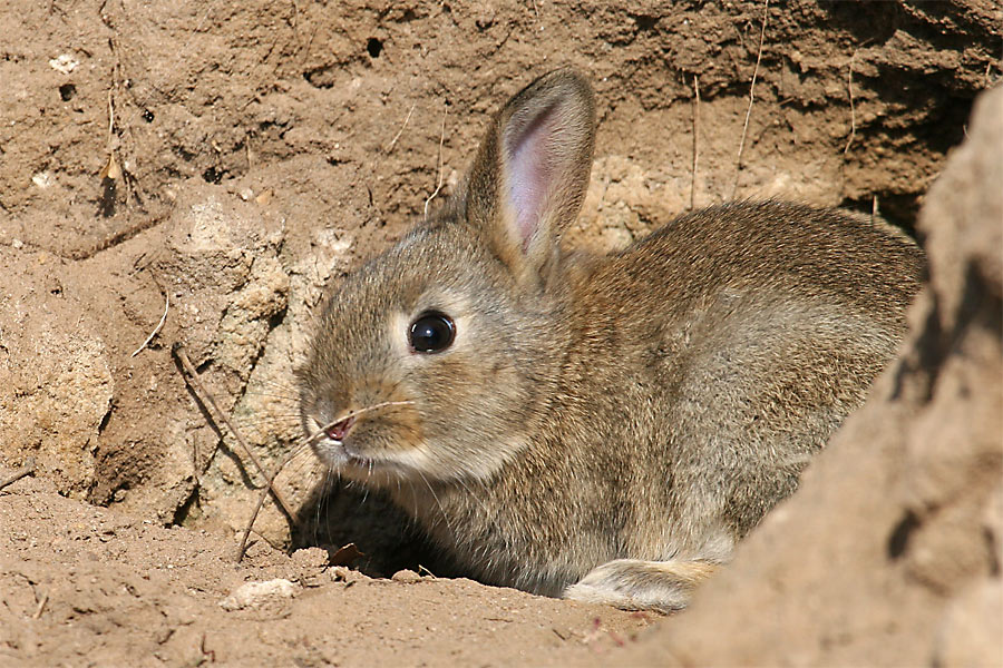 Zwergkaninchen Richtig Halten Und Beschaftigen Allgemeine Info S