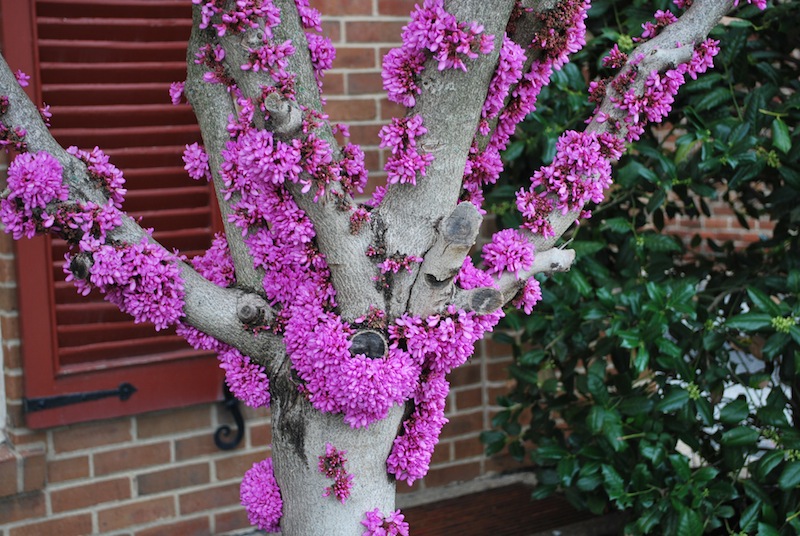 The Bonsai Society of South Jersey Eastern Redbud In The Pink! (again!)