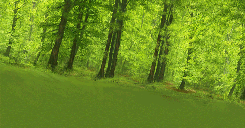 mark molnar sketchblog of concept art and illustration animated forest background