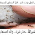 احذر النمل وانت نائم شاهد بنفسك
