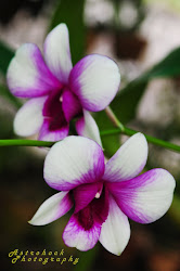 Orchid